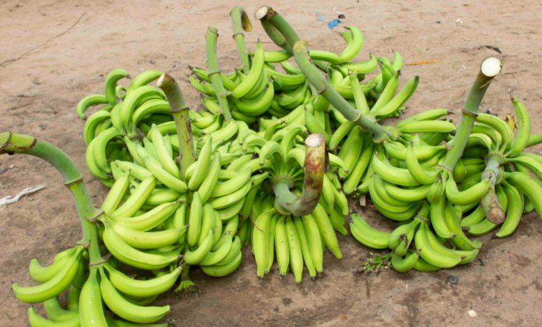 La saliculture traditionnelle