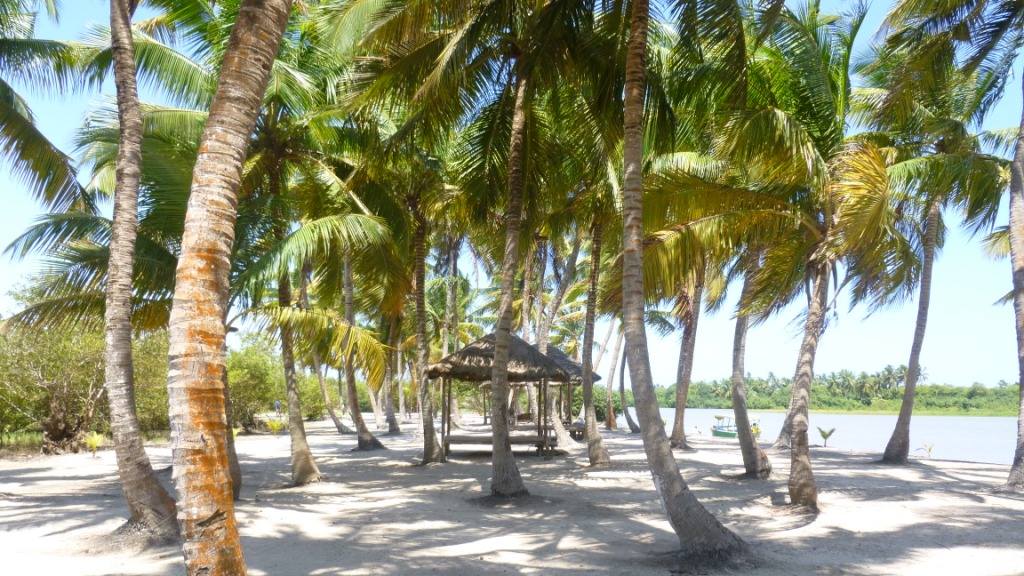 Les cocotiers, rempart naturel du littoral