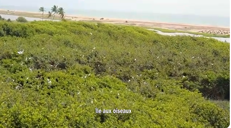 L'île aux oiseaux, ou « Kovisèguè »