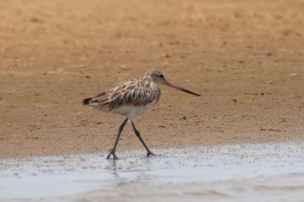 Barge rousse (Limosa lapponica) sur le sable